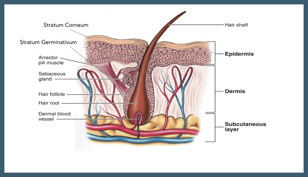 A Complete Overview of the Offerings You Can Expect To Receive From a ...